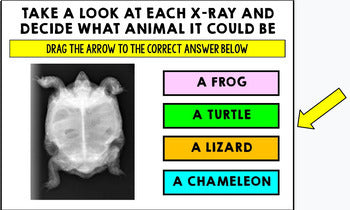 Life Skills - Virtual Field Trip - Vet Office - Pets - GOOGLE - CBI - Job Skills