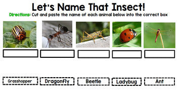 Insect Research - Print & Go Bundle - Special Education - Reading - Spring