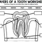 Dental Health - Teeth - Special Education - Life Skills - Craftivity