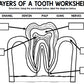 Dental Health - Teeth - Special Education - Life Skills - BUNDLE