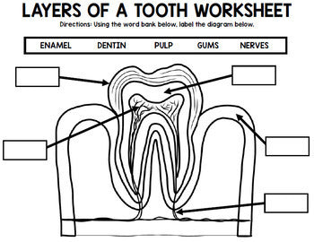 Dental Health - Teeth - Special Education - Life Skills - BUNDLE