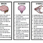 Human Body - Organs - Special Education - Science - Reading - Writing - BUNDLE